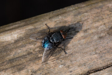 Bluebottle fly