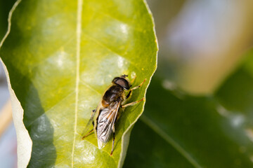 Eristalis Pertinax
