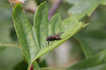 Fly sitting on a leaf