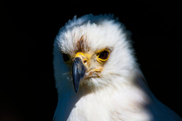 Fototapeta premium Seeadler