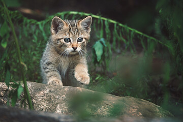 Naklejka na ściany i meble European wild cat kitten