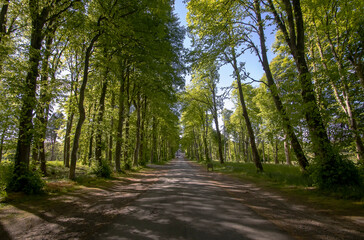 A tree lined driveway to a stately home in the Scottish Highlands, UK