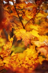 Naklejka na ściany i meble maple leaves in autumn