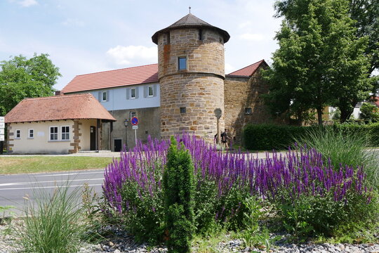 Blaue Blumen an der Stadtmauer Gerolzhofen mit Wehrturm