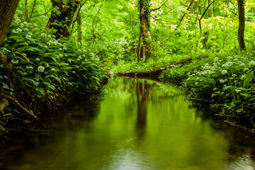 river in green forest 