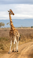 Rothschild's Giraffe walking along a dirt track, Lake Nakuru National Park