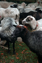 Fototapeta premium sheep and lamb