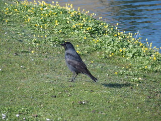 Corvus monedula, Dohle, jackdaw