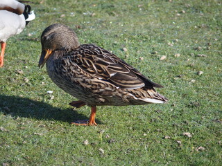 Anas platyrhynchos, Stockente, mallard, Weibchen