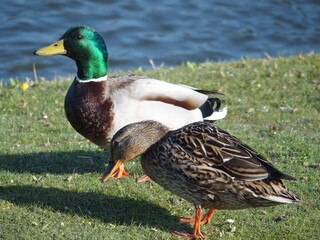 Anas platyrhynchos, Stockente, mallard, Entenpaar