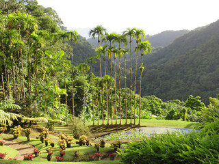 Panoramic view of tropical vegetation in the botanical garden in Martinique. Palm trees, water...