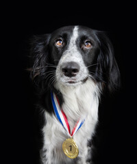 Border collie dog wearing a winning prize golden medal. Dog posing with a medal or award. Isolated on black backgorund. Winner or champion concept