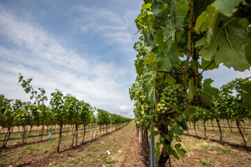 Fototapeta na wymiar green vineyards rows in spring time