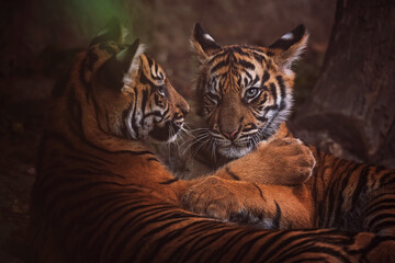 Sumatran tiger portrait