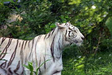 Fototapeta na wymiar Tigre blanc observateur