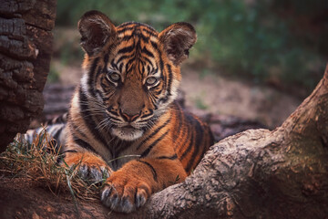 Sumatran tiger portrait