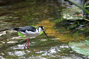 Echasse blanche qui pêche