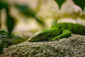 Varan émeraude