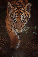 Sumatran tiger portrait