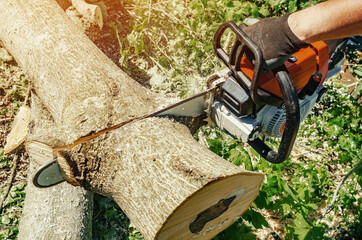 lumberjack cuts a tree in the backyard of a chainsaw electric chain saw