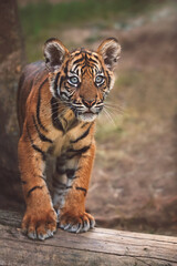 Sumatran tiger portrait