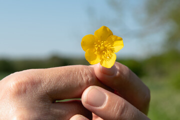 Hand holding Bulbous buttercup flower. Focus on flower. Yellow flower in front of blue sky. Sunny day.