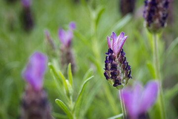Close up of a purple flower of the crest lavender, Lavandula stoechas, in summer with selective focus and copy space.