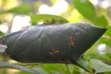 Ants working together in their nest