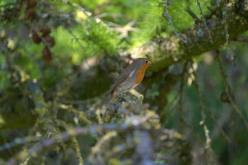 Robin on a branch