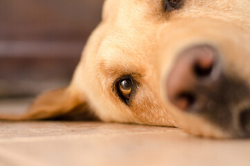 Relaxed Dog Portrait