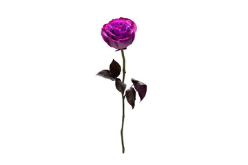 Purple rose isolated on a white background.