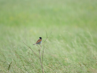 male stonechat sits on a small branch surveying and chatting with all in the meadow around him