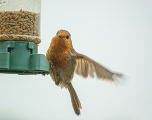 a robin redbreast on the garden bird feeder