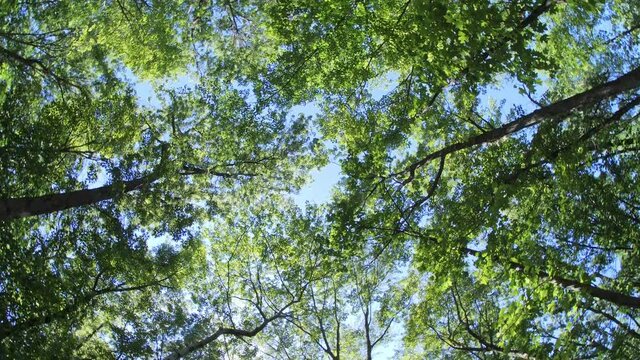 Ultra wide, rotating shot of a forest canopy @60fps