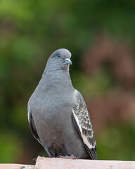 spot winged pigeon