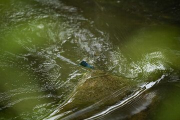 blue dragonfly in its environment