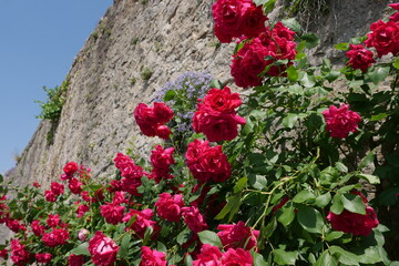 Rote Rosen an Mauer Karlstadt