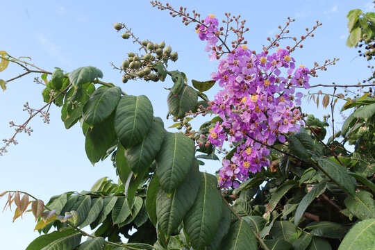 Lagerstroemia speciosa flowers purple with green leaves on blue sky closeup.