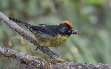 black faced brushfinch