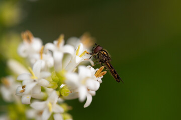 Hoverfly resting on small white flowers