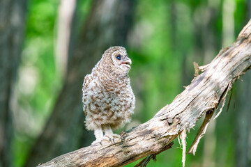 Newly fledged barred owlet standing on a fallen tree. Blurred green forest background. Ottawa, Canada