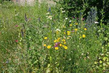 Blühende Sommerwiese