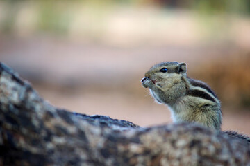 Squirrels are members of the family Sciuridae, a family that includes small or medium-size rodents. The squirrel family includes tree squirrels, ground squirrels, chipmunks, marmots, flying squirrels,