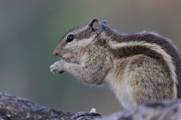 Squirrels are members of the family Sciuridae, a family that includes small or medium-size rodents. The squirrel family includes tree squirrels, ground squirrels, chipmunks, marmots, flying squirrels,