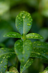 Green plant with four leaves on a natural blurred background. Small green plant with raindrops. Raw plants after rain.