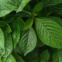 green leaves background