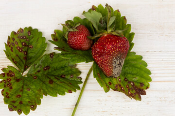 On leaves of strawberries affected by white spot, there are two strawberries with gray rot fungal...