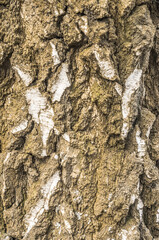 Embossed texture of birch bark with green moss. Photo of wood texture for pattern