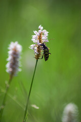 Closeup of black and yelllow insect on wild flower in a meadow
