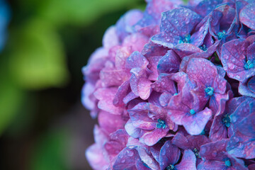 雨上がりの紫陽花
